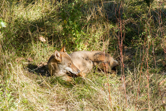wolf predator national park of abruzzo