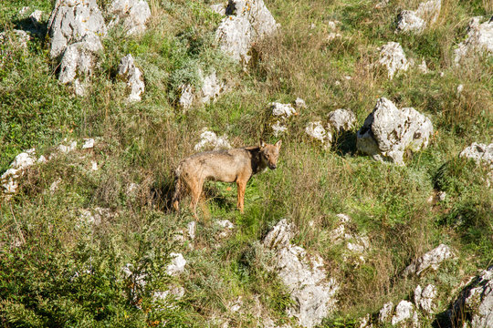 wolf predator national park of abruzzo