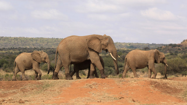 Fototapeta African Elephants 