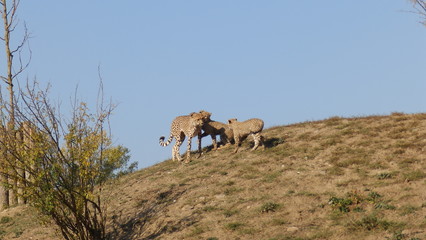 gepard