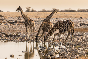 Girafes buvant au trou d'eau sous protection