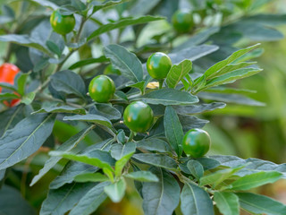 Feuilles glabres et oblongues aux marges sinueuses de solanum pseudocapsicum aux petites baies vertes.