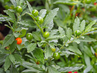 Feuilles glabres et oblongues aux marges sinueuses de solanum pseudocapsicum aux petites baies vertes