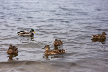 Wild ducks swim in the pond. 