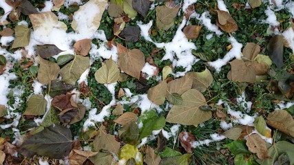 Colorful autumn leaves. Natural background