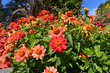 Gerberablüten in Mainau