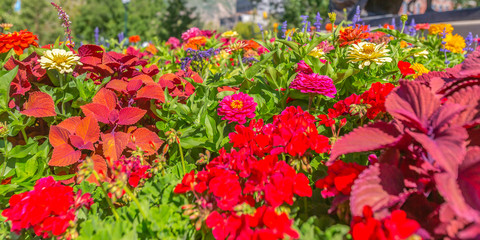 Fototapeta na wymiar Vibrant colorful flowers under the bright sun