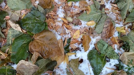 Colorful autumn leaves. Natural background