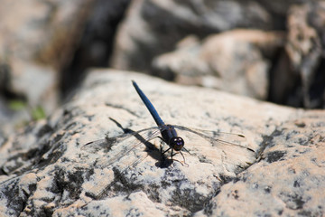 Navy Dropwing Dragonfly (trithemis furva) Sitting On A Riverside Rock