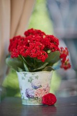 Obraz na płótnie Canvas red flower in a flowerpot on the table 