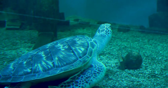 sea turtle on the bottom