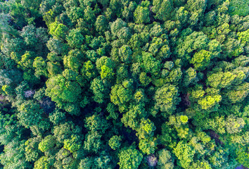 aerial top view of deciduous forest in southeast asia