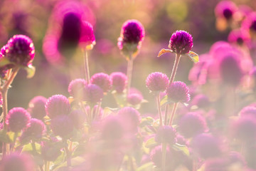 Globe amaranth beauty flower.