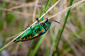 Jewel beetle in field macro shot