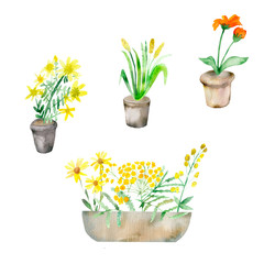 Watercolor composition isolated healing yellow and orange plants on white background in clay pots