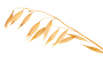 oat spike or ears isolated on white background close-up