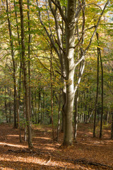 Forest in the fall