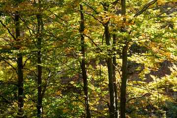 Forest in the fall
