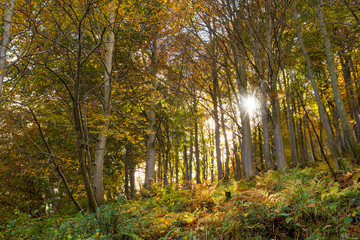 Obraz premium Forest in autumn with sunbeams behind the leaves