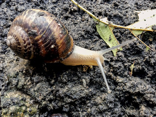 Garden snail. Helix aspersa Muller. Mollusc from gastropods.