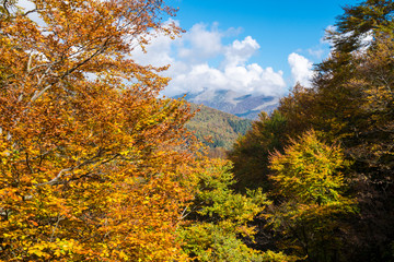 Fototapeta premium Wooded valley in the autumn
