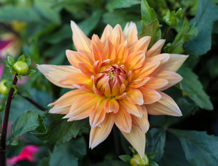 beautiful flowers in nature in the botanical garden