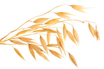 oat spike or ears isolated on white background close-up