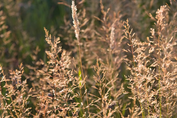 ambrosia 