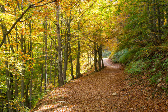 Fototapeta Road covered with leaves in the woods in autumn