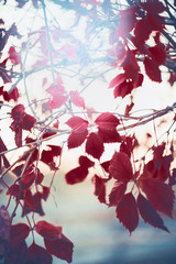 Autumn nature background with red leaves of Virginia creeper