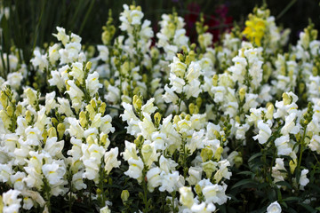 Obraz premium beautiful flowers in nature in the botanical garden