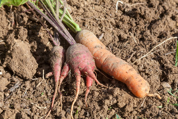 Potager bio - récolte de carottes