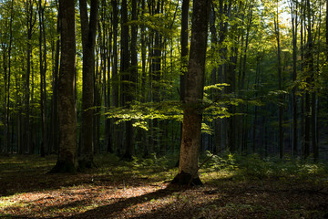 Fototapeta premium Autumn landscape of the beautiful forest, at sunrise