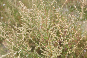 ambrosia 