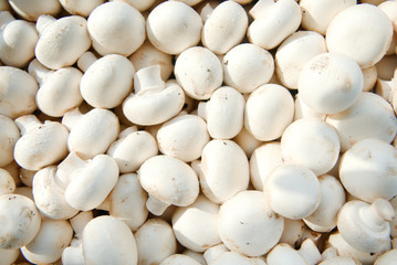 food, mushroom, vegetable, white, healthy, ingredient, fresh, vegetarian, champignon, bean, isolated, organic, raw, nature, edible, fungus, nutrition, beans, natural, group, mushrooms, cooking, eat, c