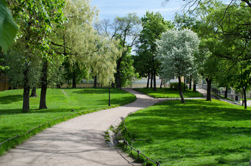 Apple tree in bloom in spring square