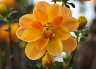 Fototapeta premium beautiful flowers in nature in the botanical garden