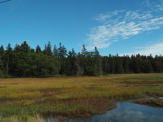 Buntes Gras mit Wald im Hintergrund und Spiegelung im Wasser