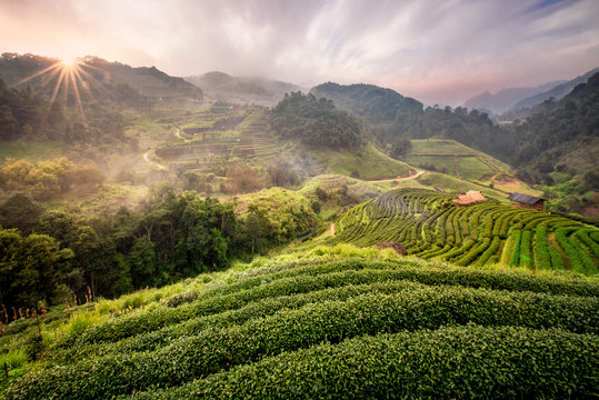 Tea Farm Ban No Lae With Sea Of Mist, Green Tree, Blue Mountain And Sunlight Beam In The Morning At Doi Ang Khang, Chiangmai, Thailand.