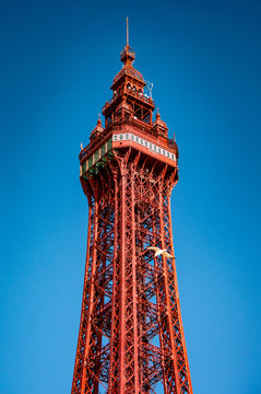 blackpool tower and seagull