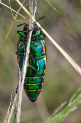 Jewel beetle in field macro shot