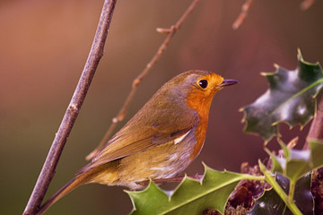 Robin Redbreast sitting on holly leaves