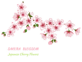 Blooming branch vector of pink spring cherry blossom. Flowers and buds realistic illustration, isolated on white. Place for text. 