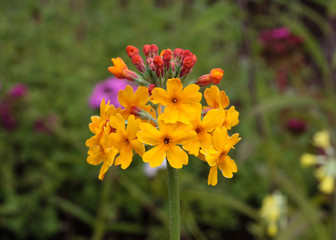 beautiful flowers in nature in the botanical garden