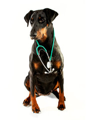 Dr Dobermann, doberman with a stethoscope around her neck.  She is sitting and looking slightly to the left.