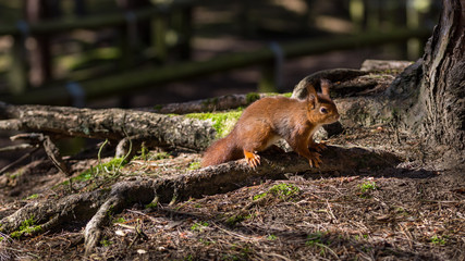 red squirrel on log