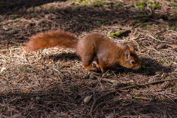red squirrel running