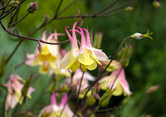 Obraz premium beautiful flowers in nature in the botanical garden