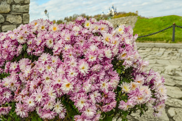lush bouquet of pink flowers on the background of the road