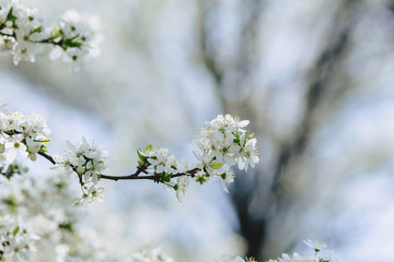 apple blossom or cherry blossom on a sunny spring day